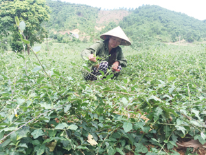 Gia đình anh  Đỗ Văn Chiến  xóm Phú Châu,  xã Phú Minh  (Kỳ Sơn) mở rộng diện tích trồng  cà gai lên 1,5 ha.